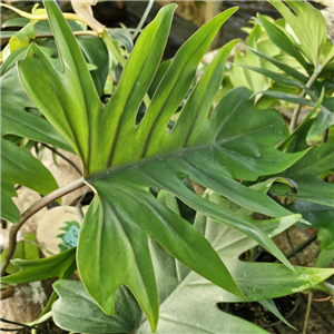 Philodendron Mayoi (Hanging Pot)